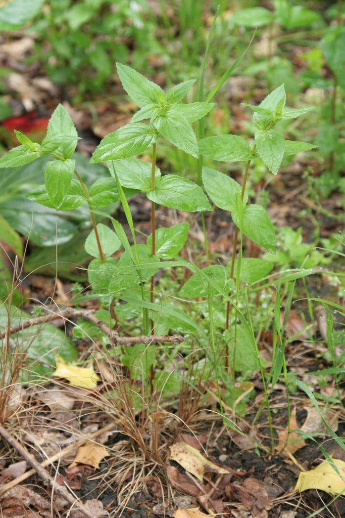 broad-leaved willowherb