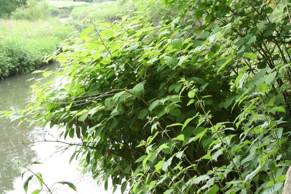 Japanese knotweed
