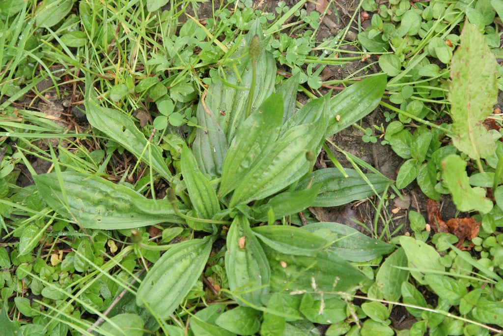 ribwort plantain