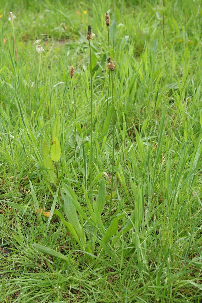 ribwort plantain