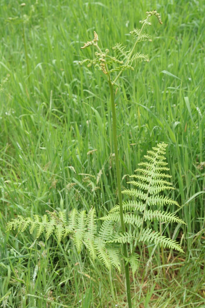 bracken