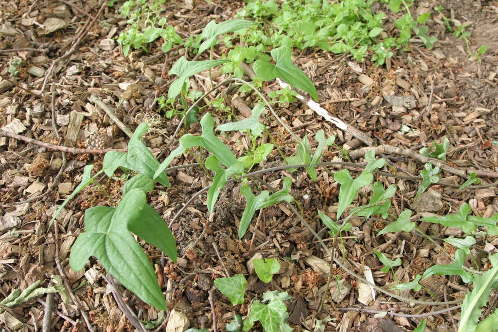 black bryony