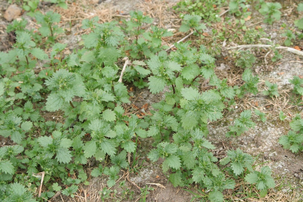 small nettle