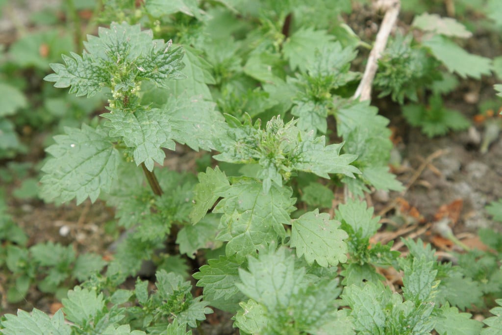 small nettle