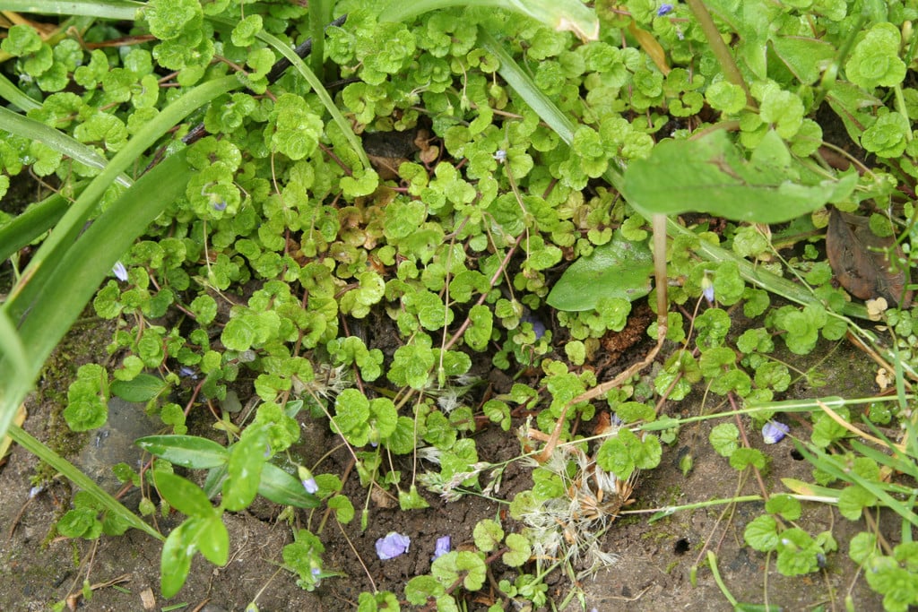 slender speedwell