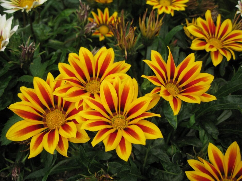 Gazania 'Tiger Stripes' | /RHS Gardening