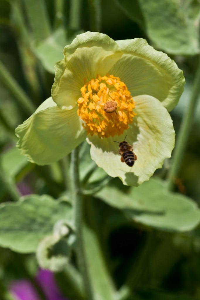 <i>Meconopsis</i> <i>napaulensis</i> DC.