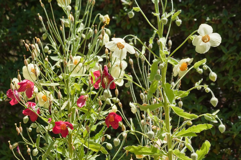 <i>Meconopsis</i> <i>napaulensis</i> DC.