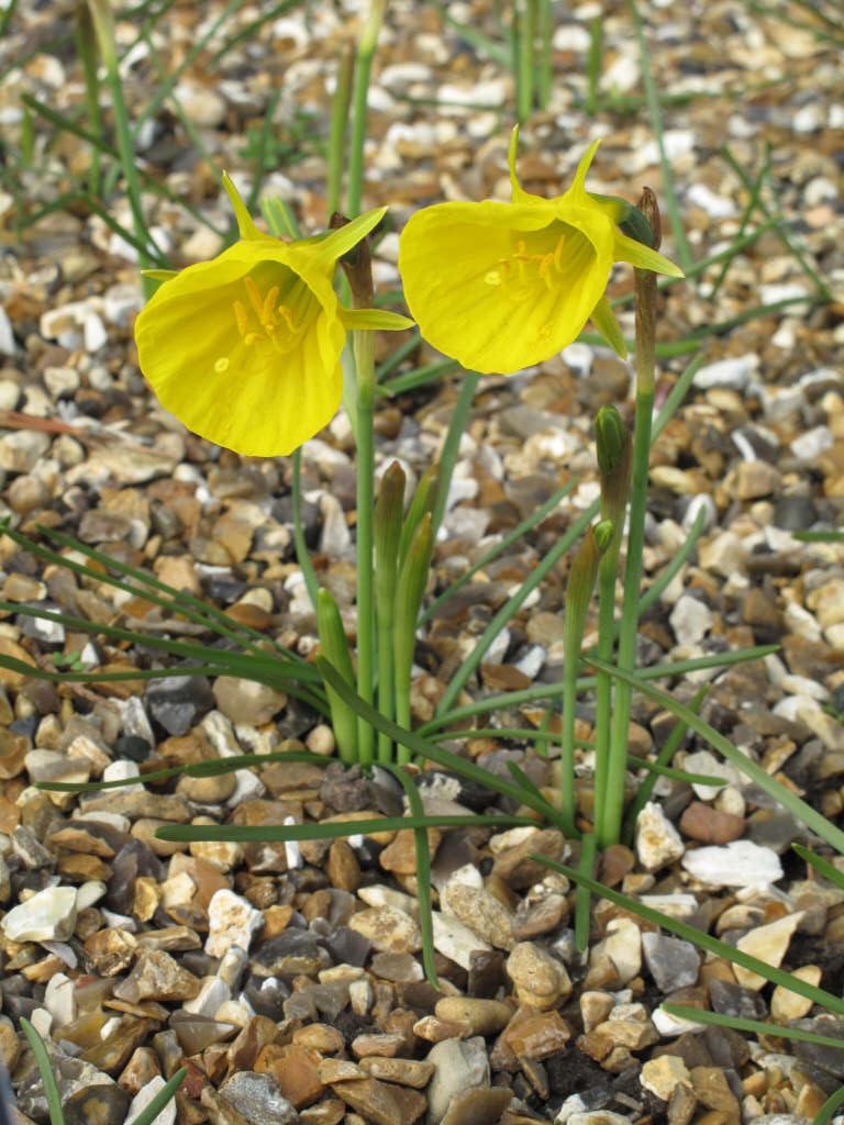 Narcissus 'Oxford Gold' (10) daffodil 'Oxford Gold'/RHS Gardening