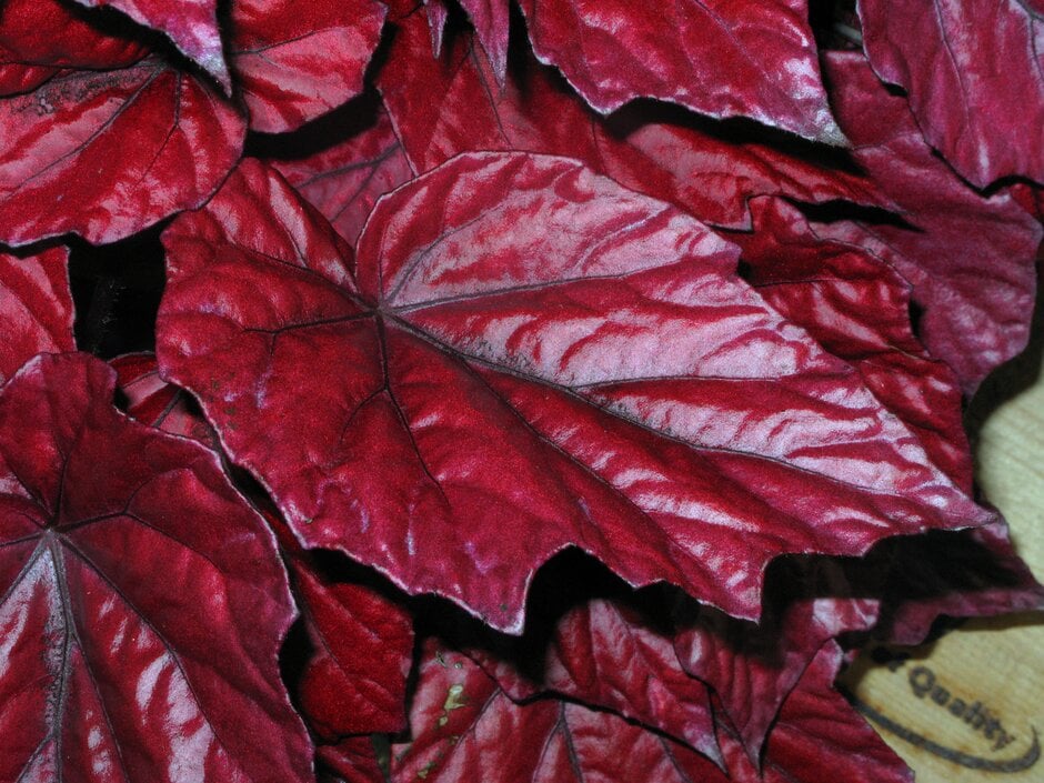 rex begonia 'Inca Fire'