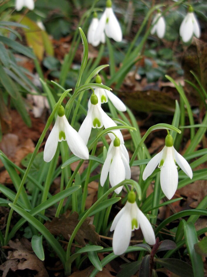 snowdrop 'James Backhouse'