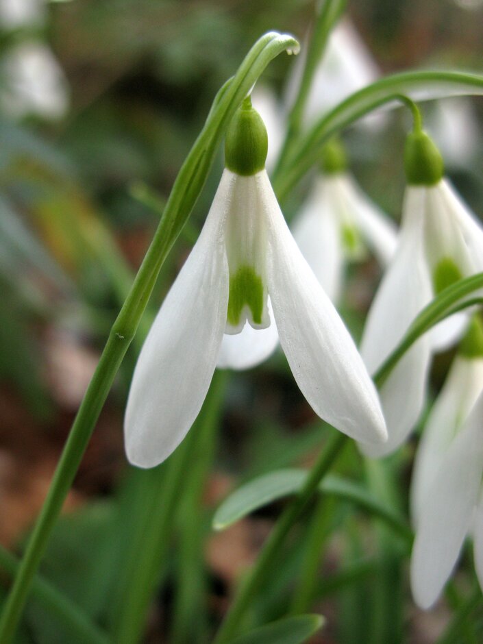 snowdrop 'James Backhouse'