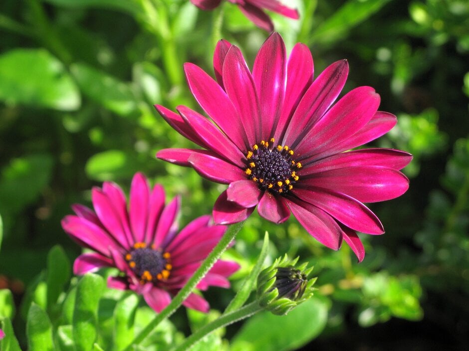 African daisy 'Sunny Mary'
