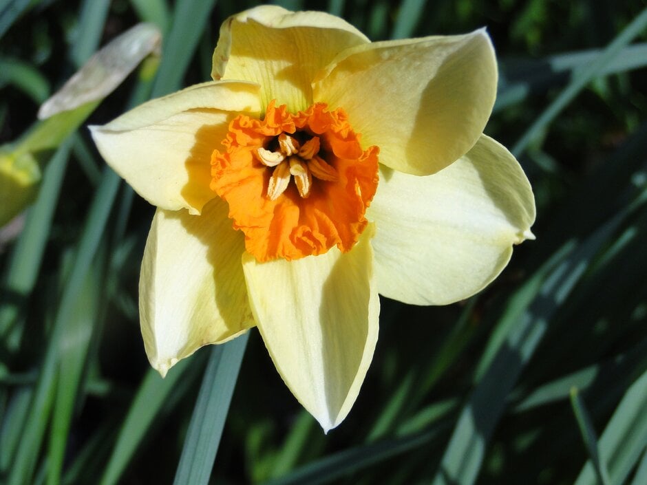 daffodil 'Barrett Browning'