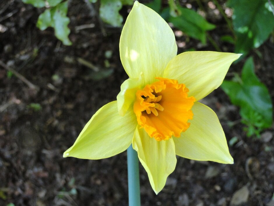 daffodil 'Sempre Avanti'