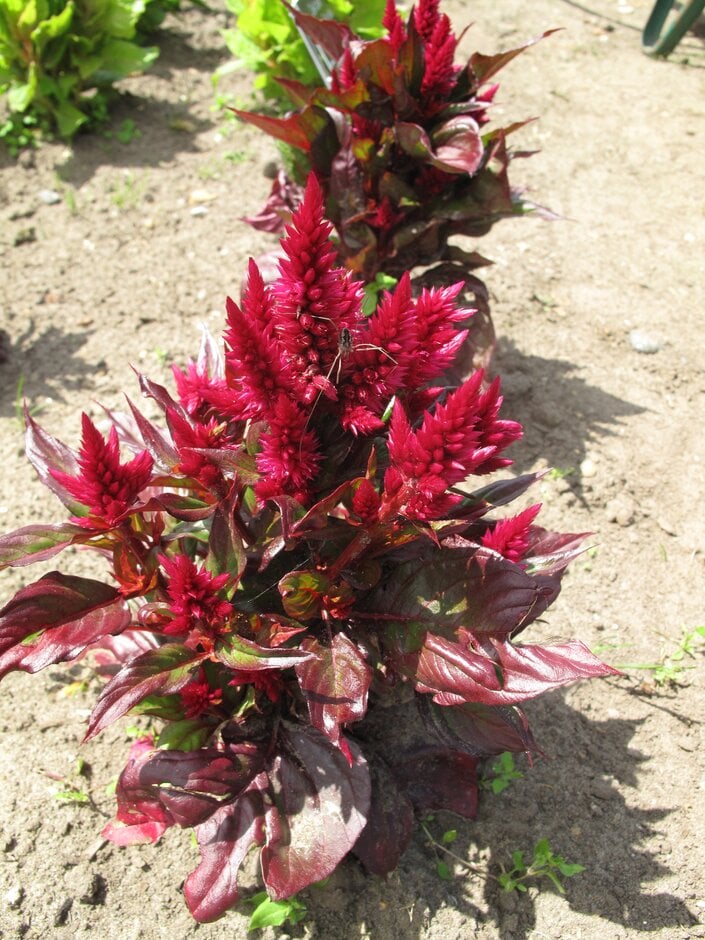 cockscomb 'Spiky Purple'