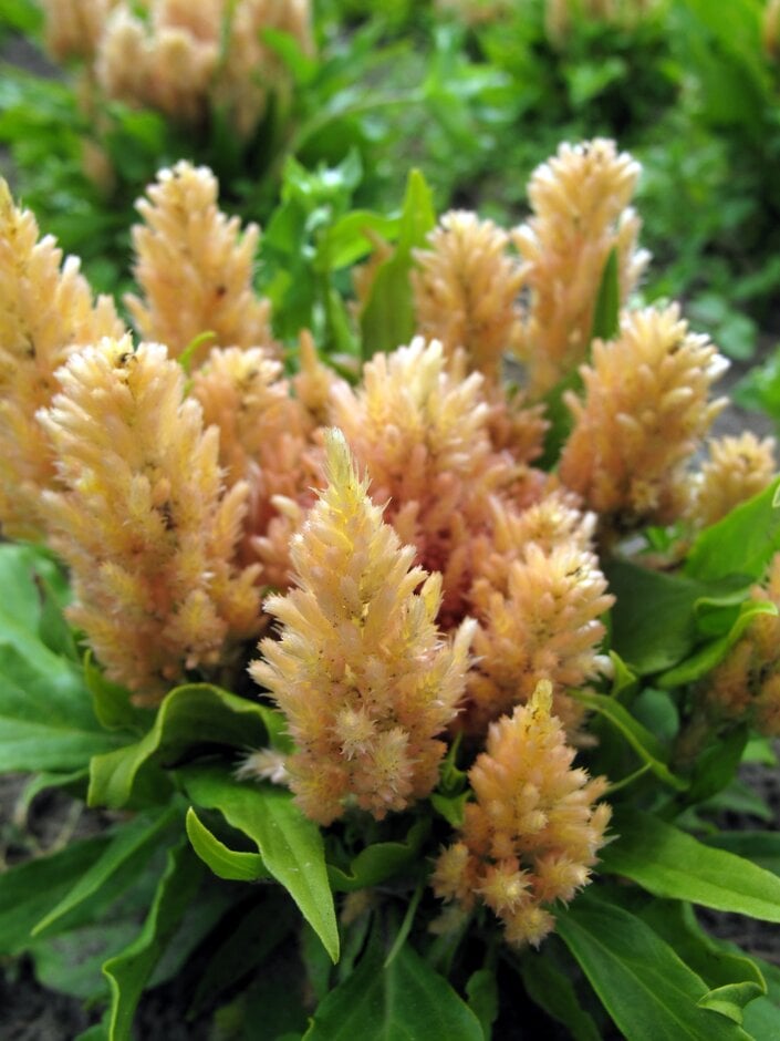 <i>Celosia</i> <i>argentea</i> var. <i>cristata</i> (Plumosa Group) 'Kimono Salmon' (Kimono Series)