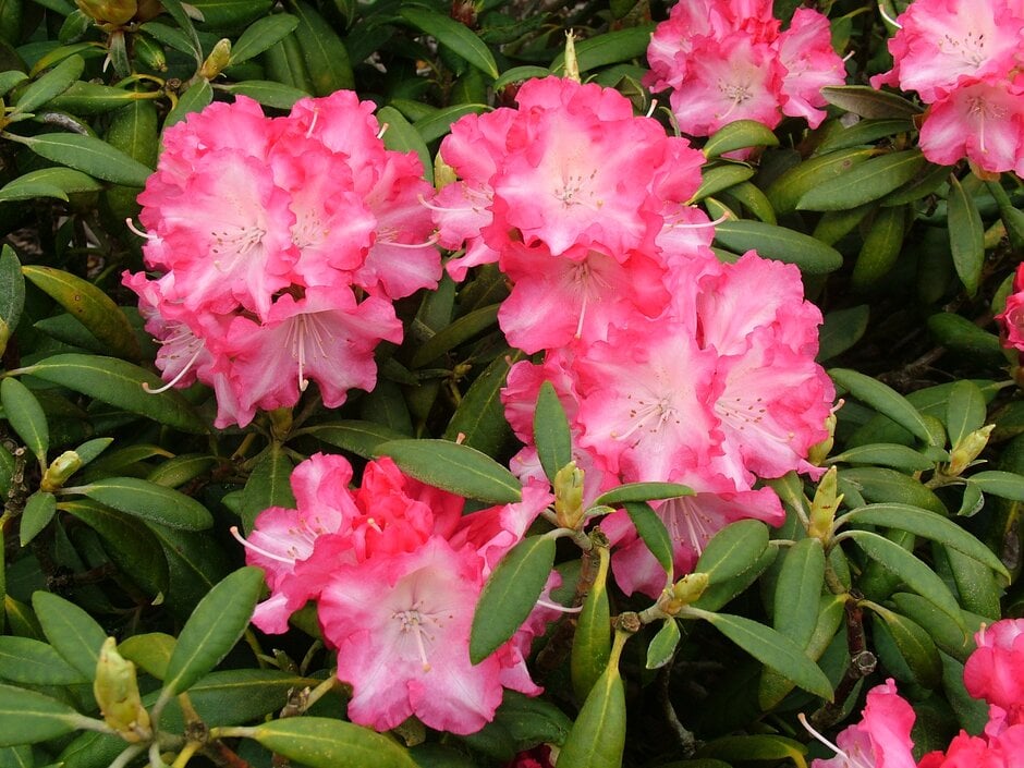 rhododendron trockener standort Rhododendron Madame Masson | 80-100 cm im Topf