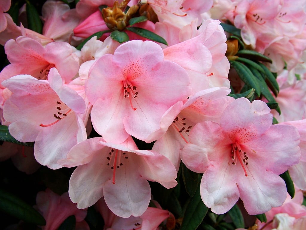 rhododendron 'Cupcake'
