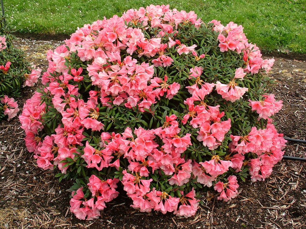 rhododendron 'Cupcake'