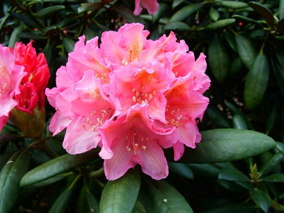 rhododendron 'Kalinka'