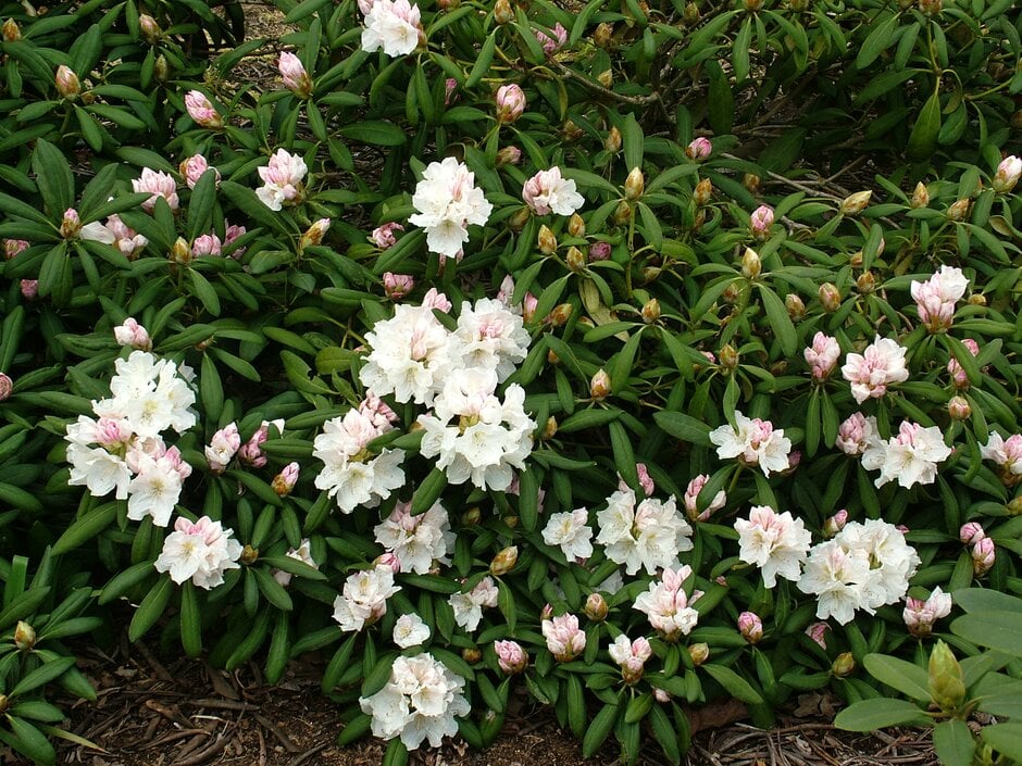 rhododendron 'Schwanensee'