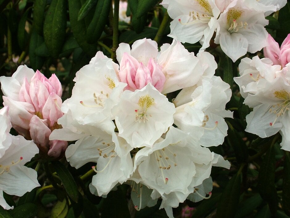 rhododendron 'Schwanensee'