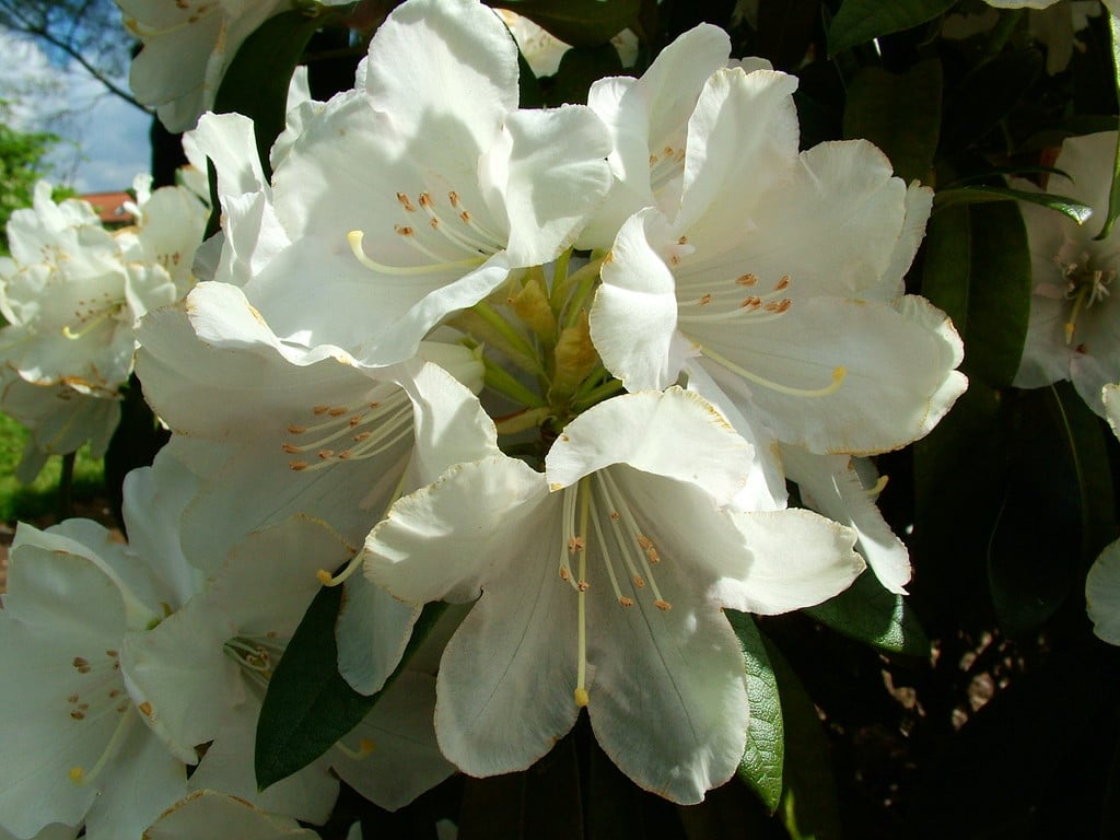 <i>Rhododendron</i> 'Silver Doctor'