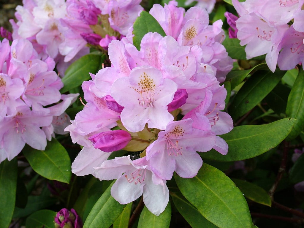 rhododendron 'Sleepy'