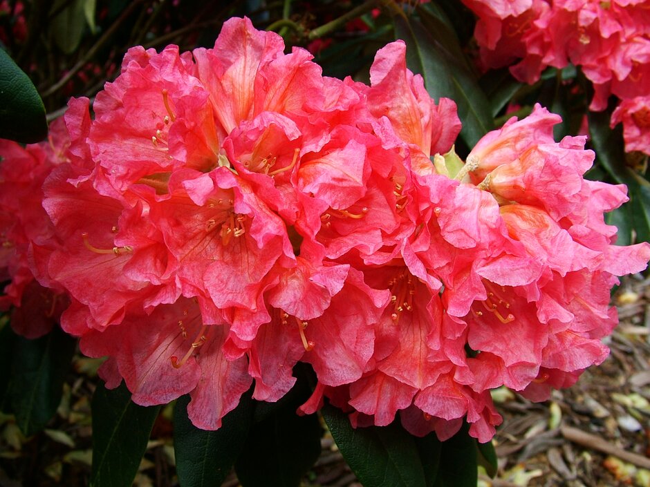 rhododendron 'Sonatine'