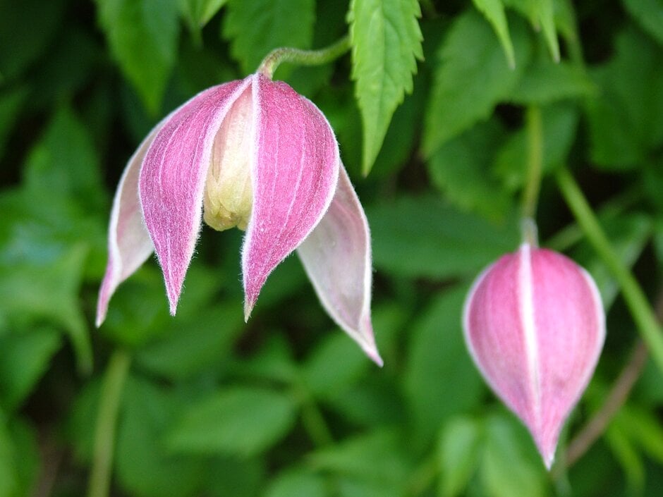 clematis 'Rosy Pagoda'
