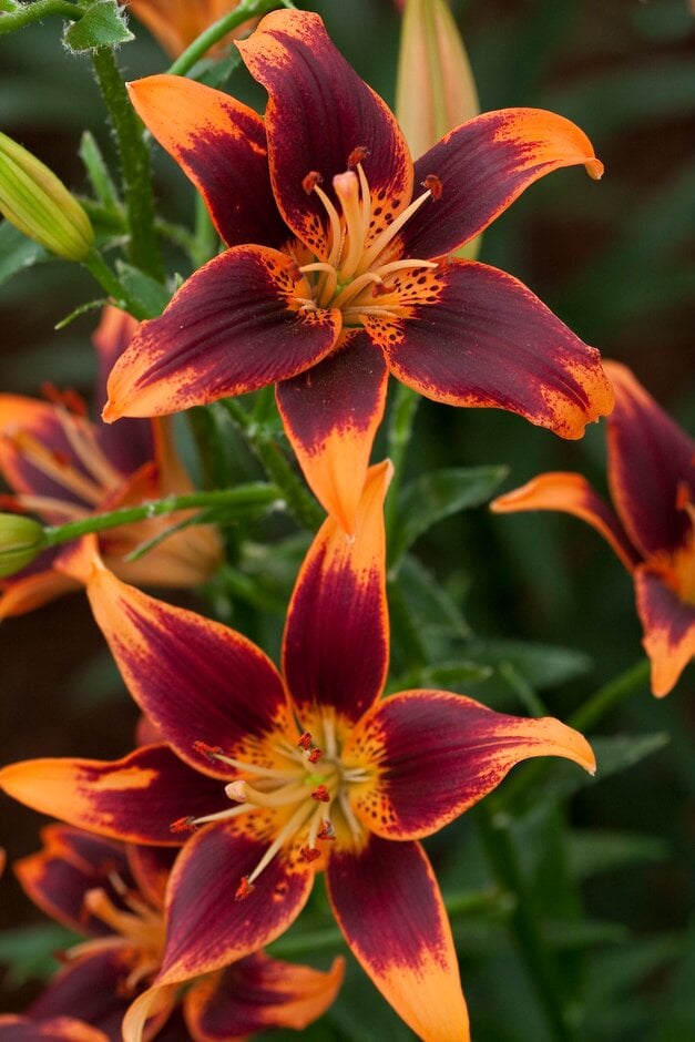 Lilium 'Forever Susan' (Ia/b)|lily 'Forever Susan'/RHS Gardening