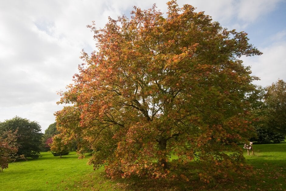 Norway maple 'Palmatifidum'