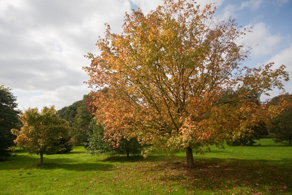 black maple