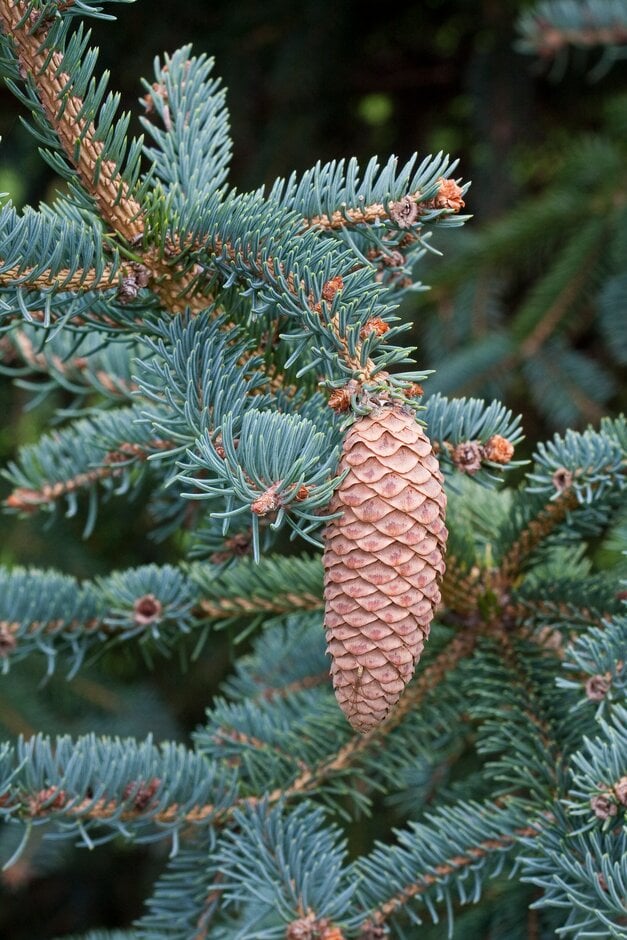 Wilson's spruce