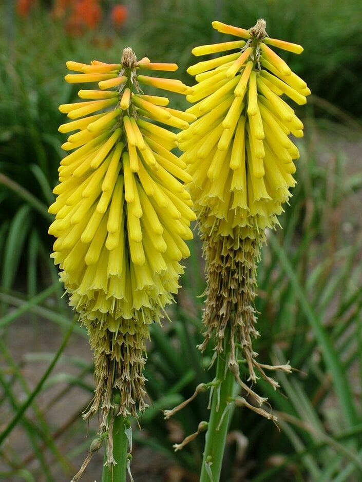 red-hot poker 'Early Buttercup'