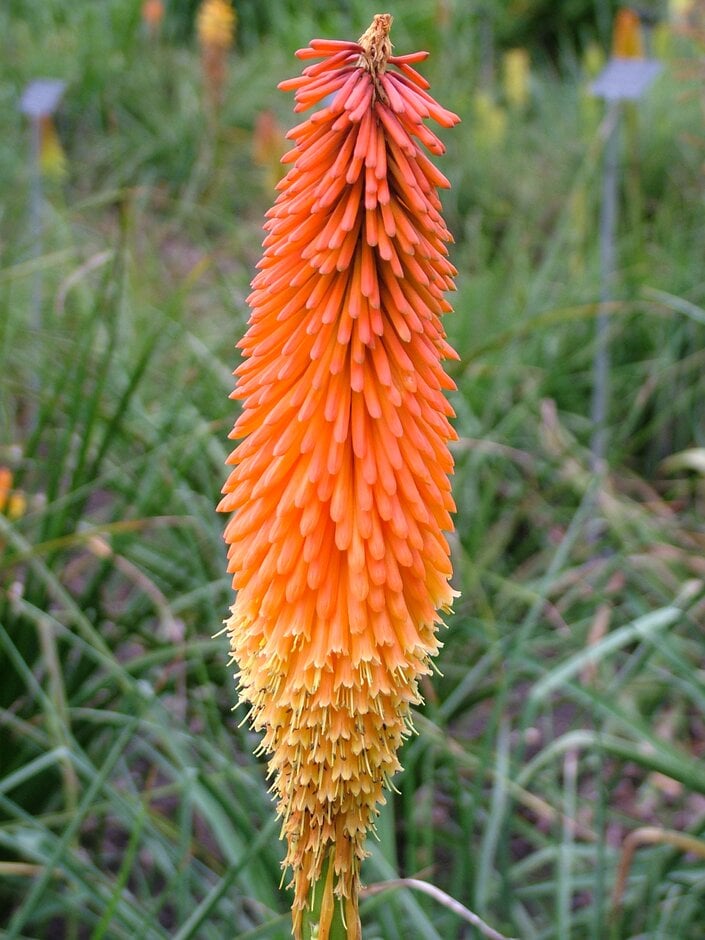red-hot poker 'Mount Etna'