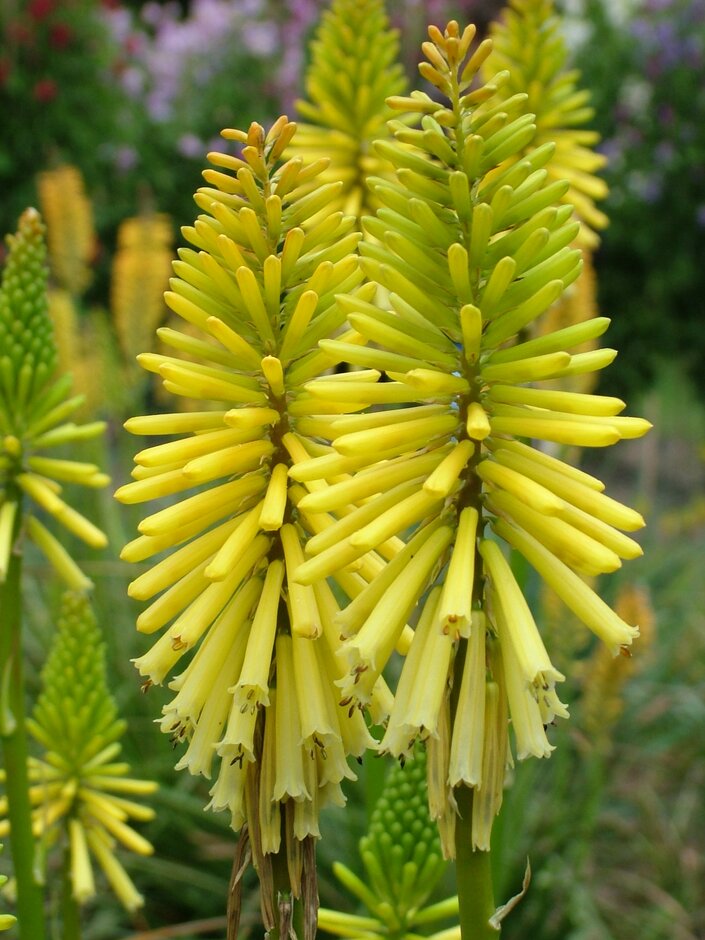 red-hot poker 'Sherbet Lemon'
