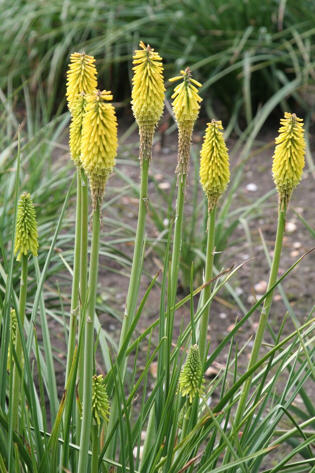 red-hot poker 'Early Buttercup'
