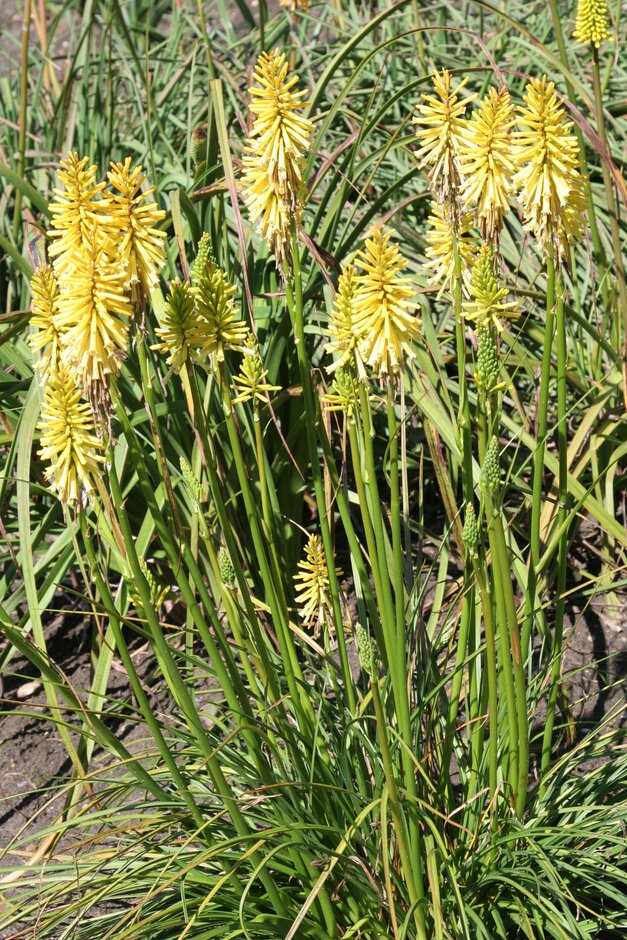 red-hot poker 'Sherbet Lemon'