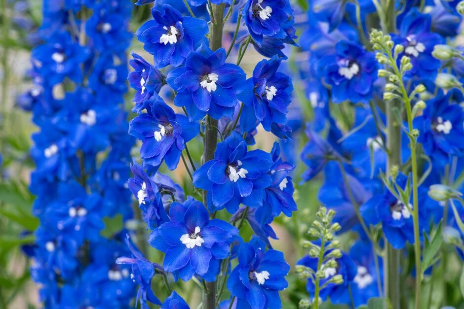 <i>Delphinium</i> 'Ariel Blue'
