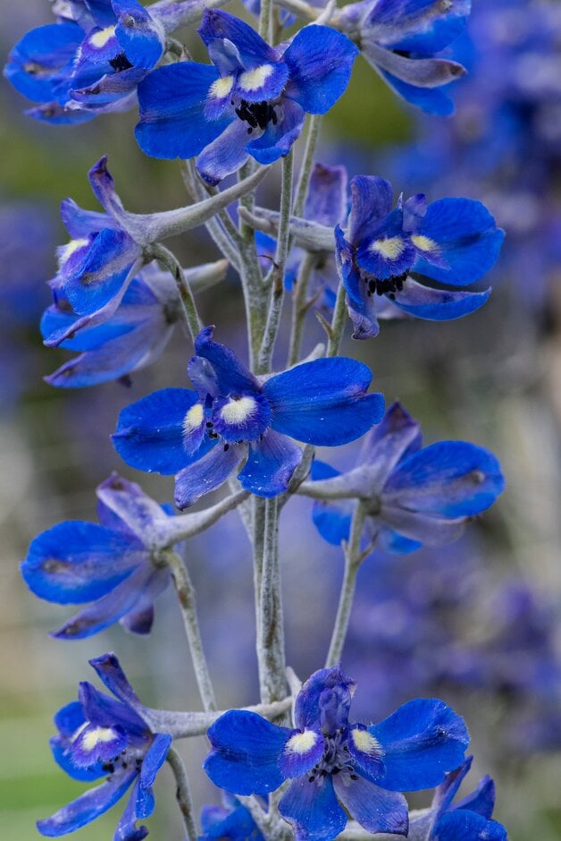 <i>Delphinium</i> (Belladonna Group) 'Blue Donna'