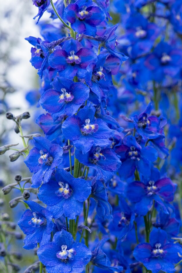 <i>Delphinium</i> (Belladonna Group) 'Oriental Blue'