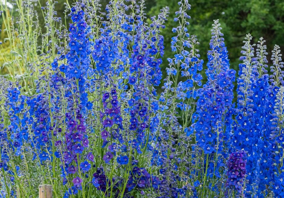 <i>Delphinium</i> (Belladonna Group) 'Oriental Blue'