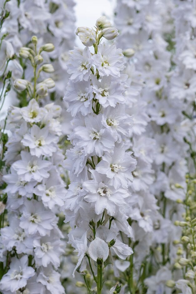 <i>Delphinium</i> 'Candle White Shades Imp'