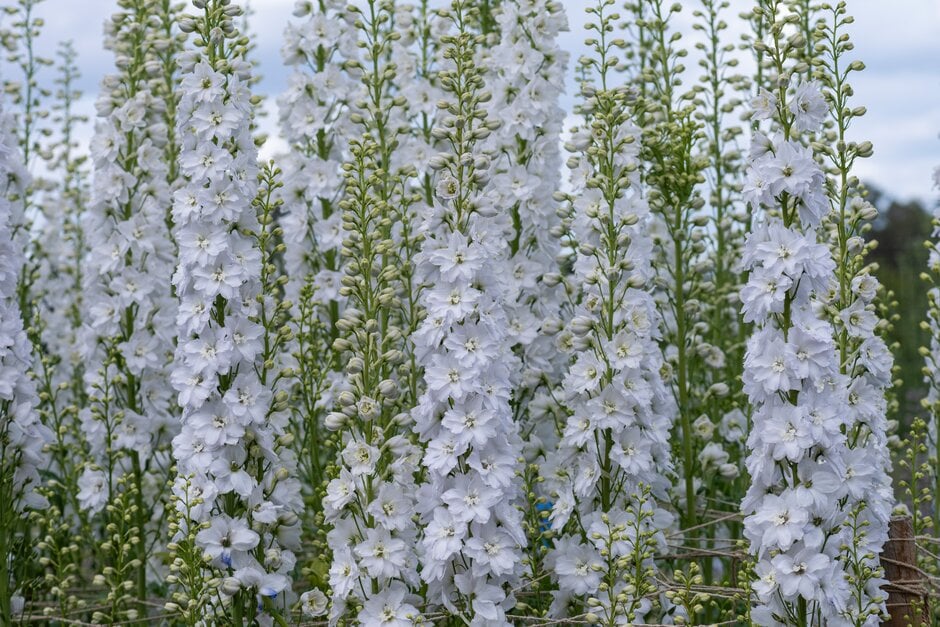 <i>Delphinium</i> 'Candle White Shades Imp'