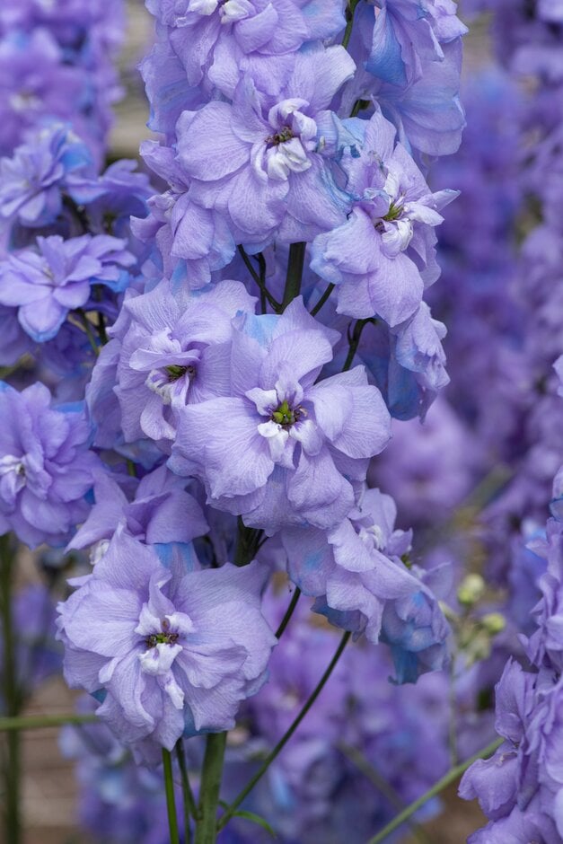 <i>Delphinium</i> 'Centurion Lilac Blue' (Centurion Series)