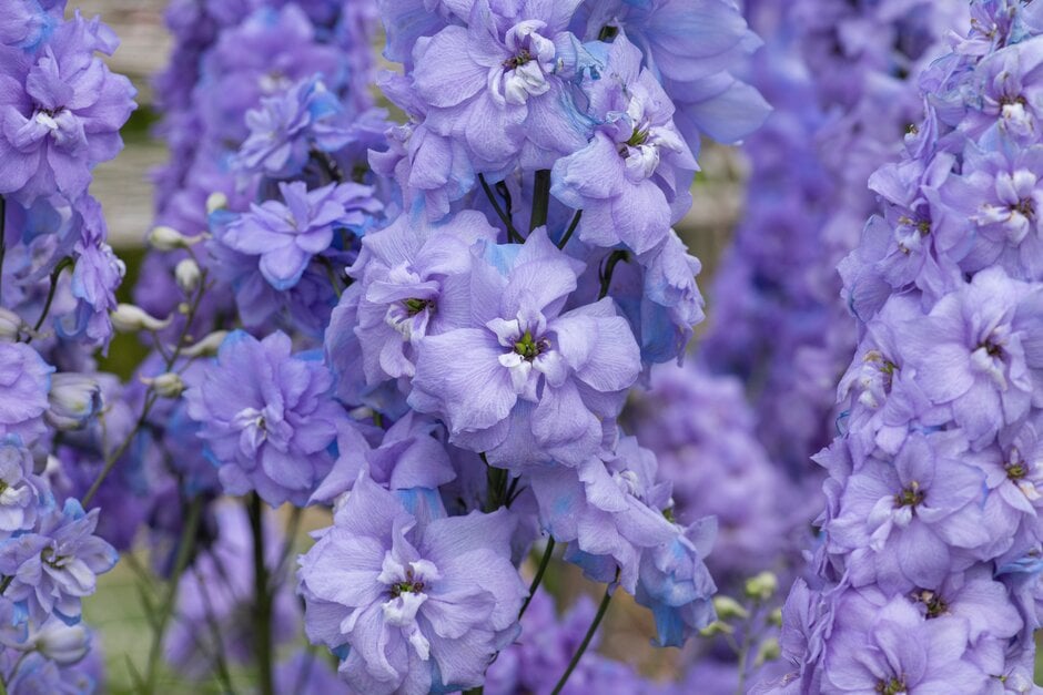 <i>Delphinium</i> 'Centurion Lilac Blue' (Centurion Series)