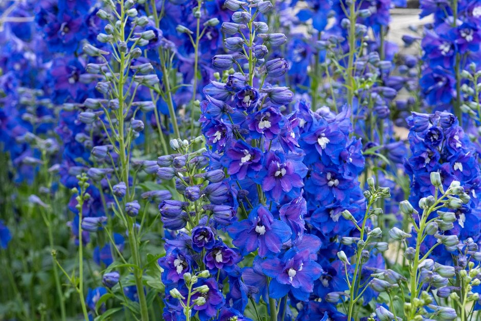 delphinium 'Dasante Blue'
