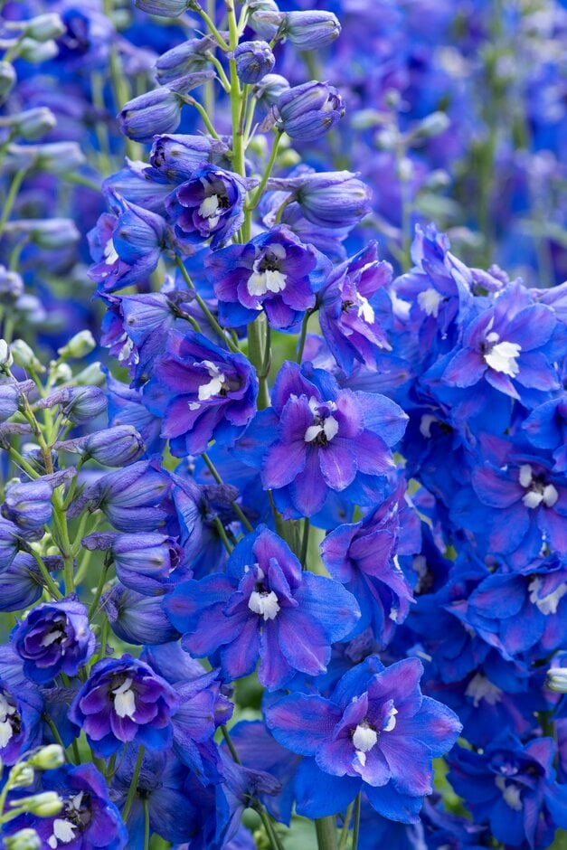 delphinium 'Dasante Blue'